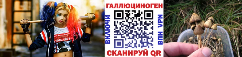 купить наркотик  Белая Холуница  Псилоцибиновые грибы Psilocybe 
